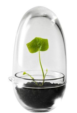 Design House Stockholm Pots Et Plantes | Mini Serre Grow Small Verre Transparent / O 8 X H 14 Cm - Design House Stockholm