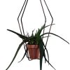 Compagnie Pots Et Plantes | Support Pour Pot De Fleurs Daniel N°1 Metal / Indoor - O 42 X H 62 Cm - Compagnie