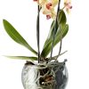 Eva Solo Pots Et Plantes | Pot A Reserve D'Eau Verre Blanc Large O 15 Cm / Pour Orchidee - Eva Solo